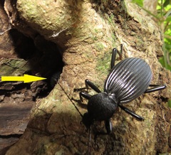 Tefflus meyerlei delegorguei