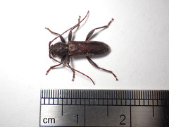 Phacodes