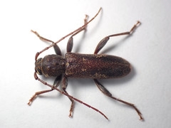 Phacodes