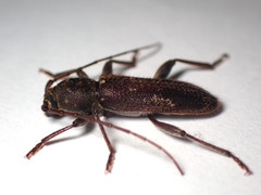 Phacodes