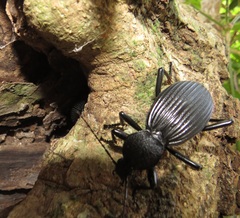 Tefflus meyerlei delegorguei