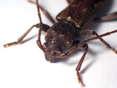 Phacodes