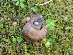 Powelliphanta