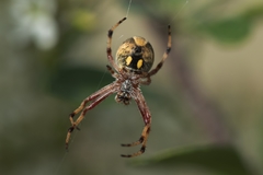 Araneinae