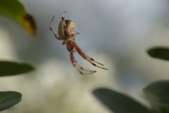 Araneinae