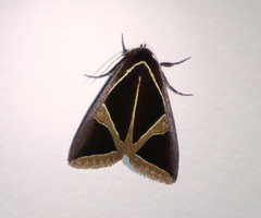 Agamana conjungens
