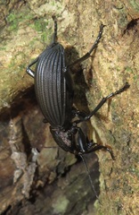 Tefflus meyerlei delegorguei