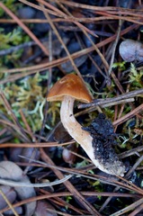 Cortinarius obtusus