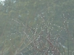 Salix acutifolia