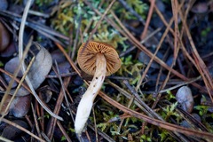 Cortinarius obtusus
