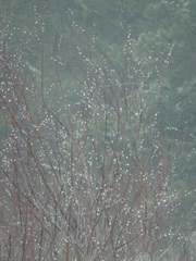 Salix acutifolia