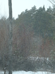 Salix acutifolia