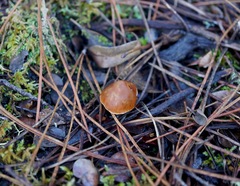 Cortinarius obtusus