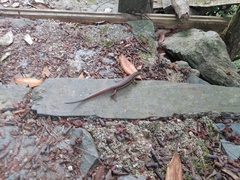 Sphenomorphus indicus