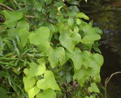 Dioscorea sylvatica