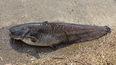 Silurus asotus