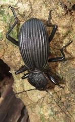 Tefflus meyerlei delegorguei