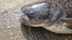 Silurus asotus