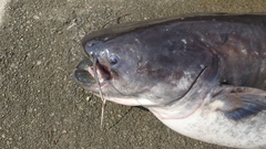 Silurus asotus