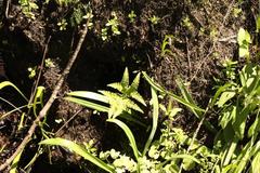 Sticherus umbraculifer