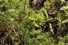Asparagus ramosissimus