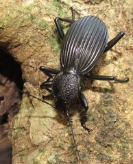 Tefflus meyerlei delegorguei