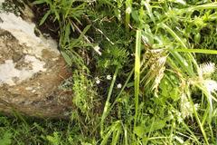 Athrixia angustissima