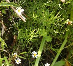 Athrixia angustissima