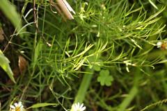 Athrixia angustissima