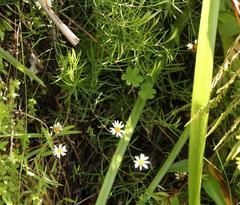 Athrixia angustissima