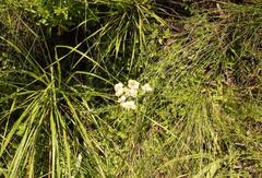 Helichrysum appendiculatum