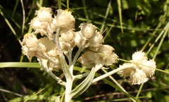 Helichrysum appendiculatum