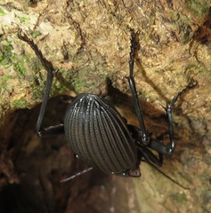 Tefflus meyerlei delegorguei