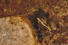 Phrynobatrachus acridoides