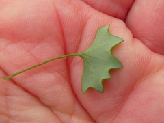 Senecio hastifolius