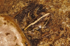 Phrynobatrachus acridoides