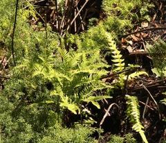 Sticherus umbraculifer