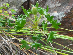 Senecio hastifolius