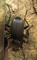 Tefflus meyerlei delegorguei