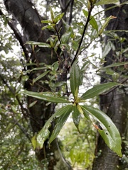 Quercus sessilifolia