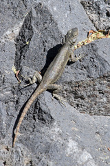 Sceloporus grammicus microlepidotus