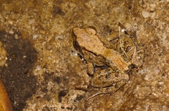 Phrynobatrachus acridoides