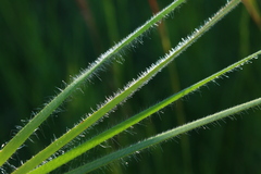Tristachya biseriata