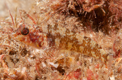 Enneapterygius atrogulare