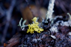 Vulpicida canadensis