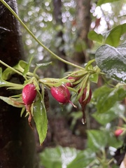 Tripterospermum taiwanense