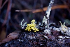 Vulpicida canadensis