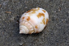 Gastropoda