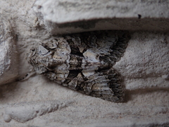 Dryobotodes monochroma