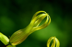 Riocreuxia polyantha